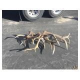 5) Single Elk Antlers Bundle 27 lbs. 5) Single Elk Antlers Bundle 27 lbs.