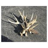 6) Mule Deer Antler Bundles 3 lbs. 6) Mule Deer Antler Bundles 3 lbs.