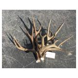 4) Mule Deer Rack Antlers Bundle 5 lbs. 4) Mule Deer Rack Antlers Bundle 5 lbs.