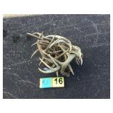 Bundle Whitetail Deer Antlers 10 lbs. Bundle Whitetail Deer Antlers 10 lbs.