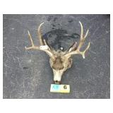 Mule Deer Buck 4x3 Skull Mule Deer Buck 4x3 Skull
