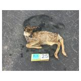 Deer Fawn - Whole Deer Fawn - Whole