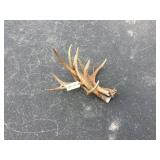 bundle moose antlers 14 lbs bundle moose antlers 14 lbs