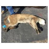 1 mt lion adult 1 mt lion adult