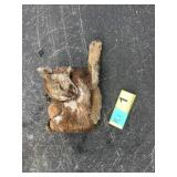 Mountain Lion Hide with skull and feet Mountain Lion Hide with skull and feet