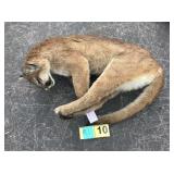 Whole mountain lion Whole mountain lion