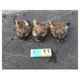 3 small mountain lion skulls 3 small mountain lion skulls