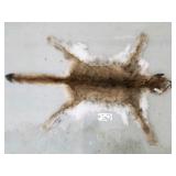 Mountain lion hide with skull and feet Mountain lion hide with skull and feet