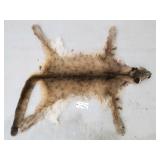 Mountain lion hide with skull and feet Mountain lion hide with skull and feet