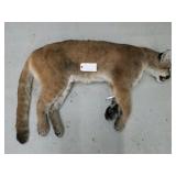 Mountain lion hide with skull and feet Mountain lion hide with skull and feet