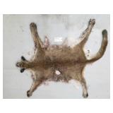 Mountain lion hide with skull and feet Mountain lion hide with skull and feet