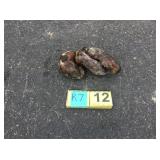 (3) Unborn mountain lion kittens (3) Unborn mountain lion kittens