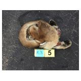 Lion - Pelt Lion - Pelt