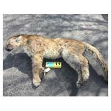 Mountain Lion - Whole Mountain Lion - Whole