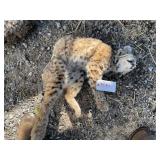 Small Bobcat Whole (Frozen) Small Bobcat Whole (Frozen)