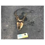 Pronghorn Buck Skull Pronghorn Buck Skull