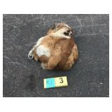 Mountain lion hide with skull and feet Mountain lion hide with skull and feet