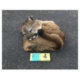 Mountain lion hide with skull and feet Mountain lion hide with skull and feet