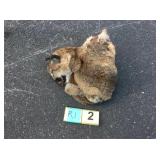 Mountain lion hide with skull and feet Mountain lion hide with skull and feet