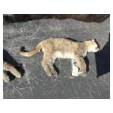 1 mt lion kitten 1 mt lion kitten