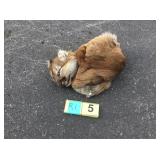 Mountain lion hide with skull and feet Mountain lion hide with skull and feet