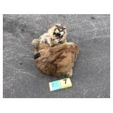 Mountain lion hide with skull and feet Mountain lion hide with skull and feet