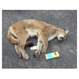 Whole mountain lion Whole mountain lion