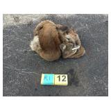 Mountain lion hide and skull Mountain lion hide and skull