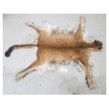 Mountain lion hide with skull and feet Mountain lion hide with skull and feet