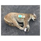 Whole mountain lion Whole mountain lion