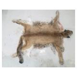 Mountain lion hide with skull and feet Mountain lion hide with skull and feet