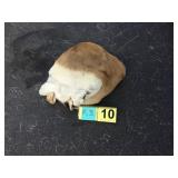 Pronghorn - Hide Pronghorn - Hide