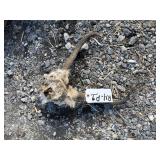 Pronhorn Skull and Horns Pronhorn Skull and Horns