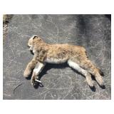 1 mt lion kitten 1 mt lion kitten