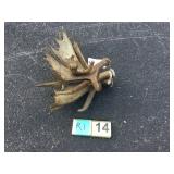 Bundle Moose Antlers 8 lbs. Bundle Moose Antlers 8 lbs.