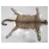 Mountain lion hide with skull and feet Mountain lion hide with skull and feet
