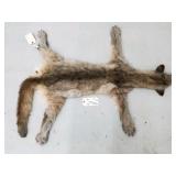 Mountain lion hide with skull and feet Mountain lion hide with skull and feet