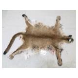 Mountain lion hide with skull and feet Mountain lion hide with skull and feet