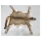 Mountain lion hide with skull and feet Mountain lion hide with skull and feet
