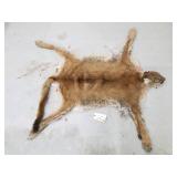 Mountain lion hide with skull and feet Mountain lion hide with skull and feet