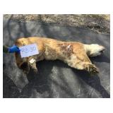 Mountain Lion - Whole Mountain Lion - Whole