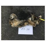 Bobcat pelt frozen Bobcat pelt frozen