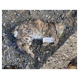 Small Bobcat Whole (Frozen) Small Bobcat Whole (Frozen)