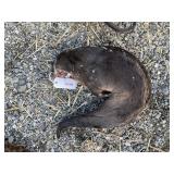 Otter Whole (Frozen) Otter Whole (Frozen)