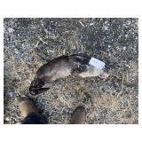 Otter Whole (Frozen) Otter Whole (Frozen)