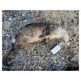 Otter Whole (Frozen) Otter Whole (Frozen)