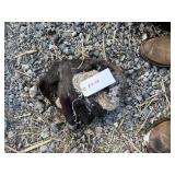 Otter Whole (Frozen) Otter Whole (Frozen)