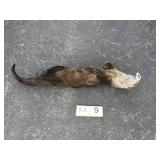 River Otter - Whole River Otter - Whole