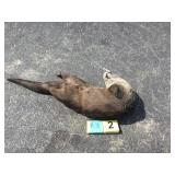 Otter Whole Otter Whole