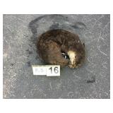 River Otter - Whole River Otter - Whole